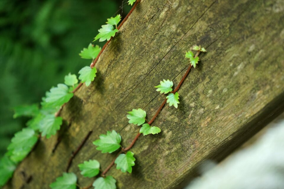 Nature plants vine