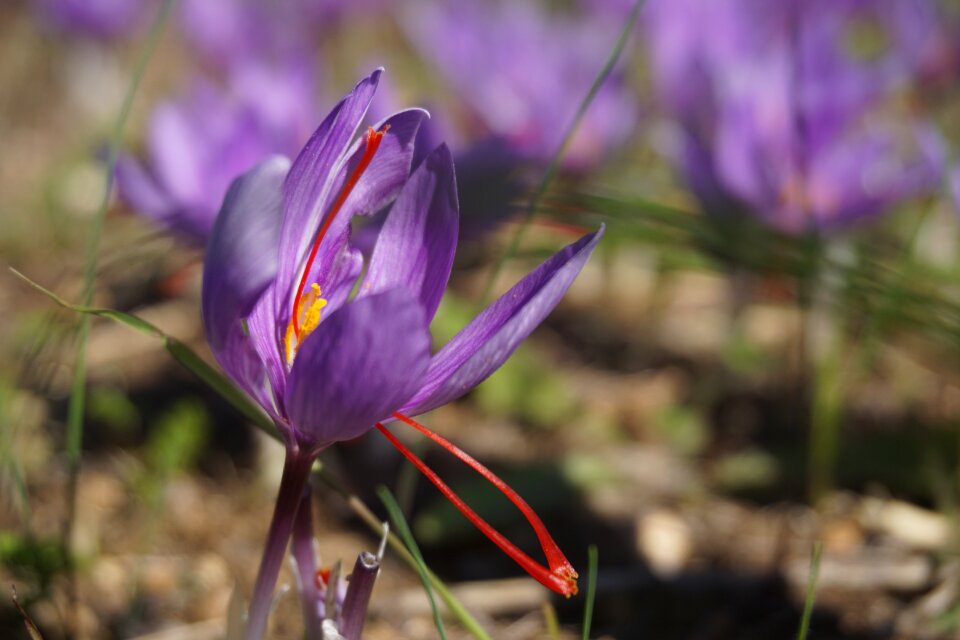 Flowers of saffron fall spice