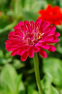 Summer flowers zinnia