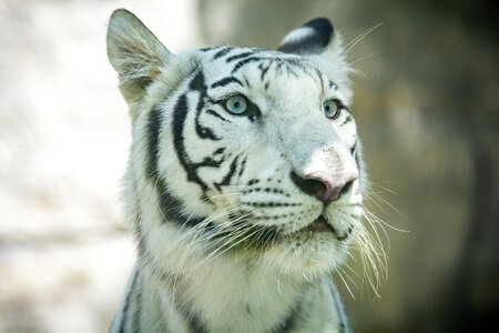 Cat nature zoo