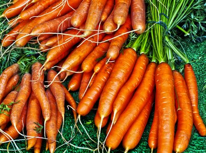 Mario daucus carota vegetable plant