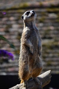 Nature animal meerkat photo