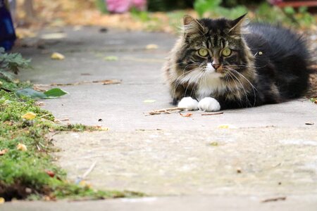 Outdoors cat long hair cat