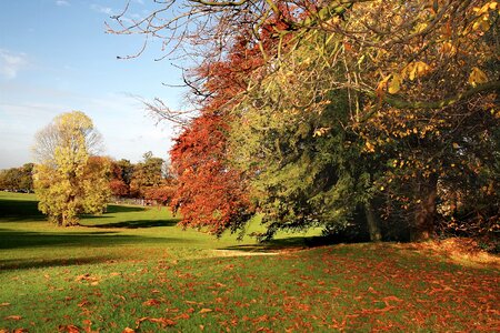 Lawn trees park photo