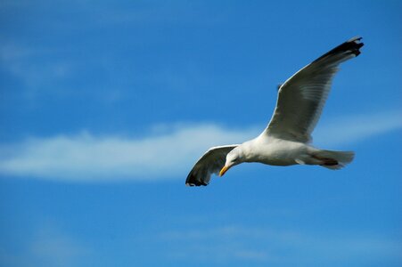 Wildlife flight seagull photo