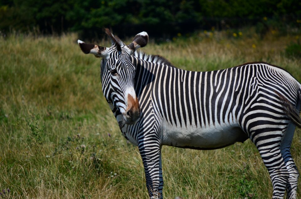 Grass nature zebra