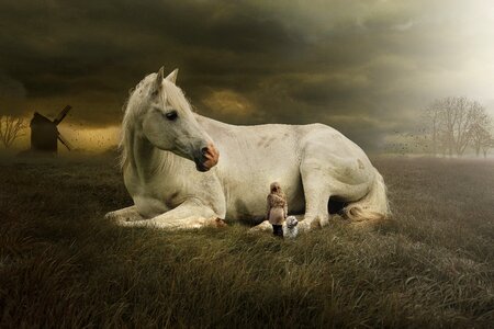 White horse horse laying down equine