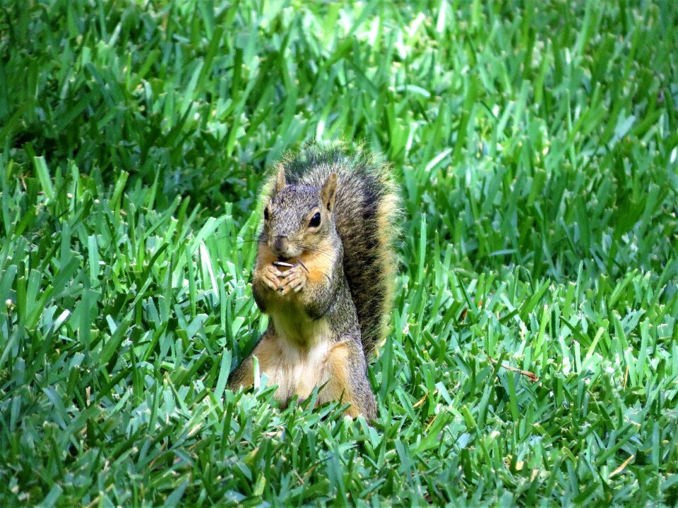 Wildlife brown green grass