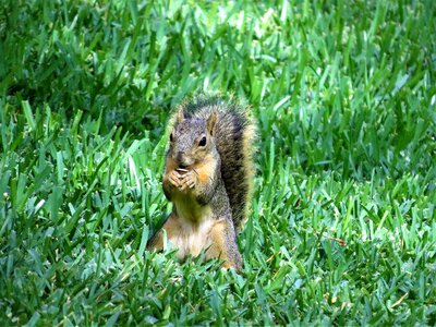 Wildlife brown green grass