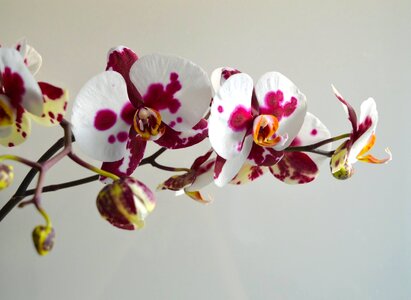 Orchid flowers floral