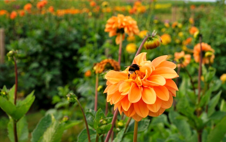 Park dahlia bee