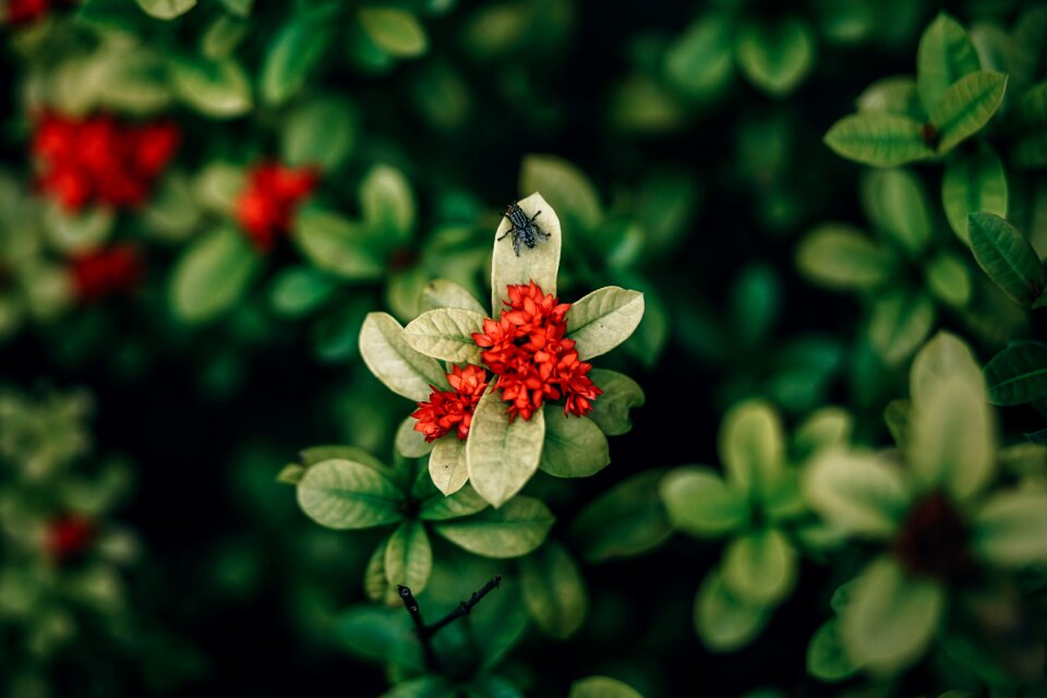 Beauty bloom blooming