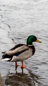 Duck teal water bird
