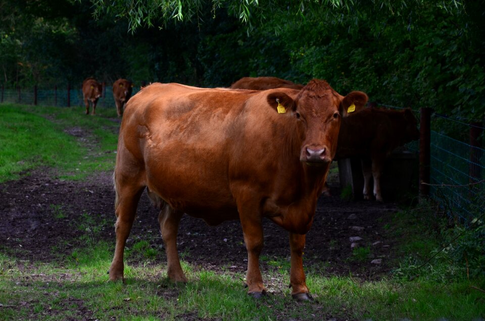 Livestock cattle rural