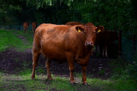 Livestock cattle rural