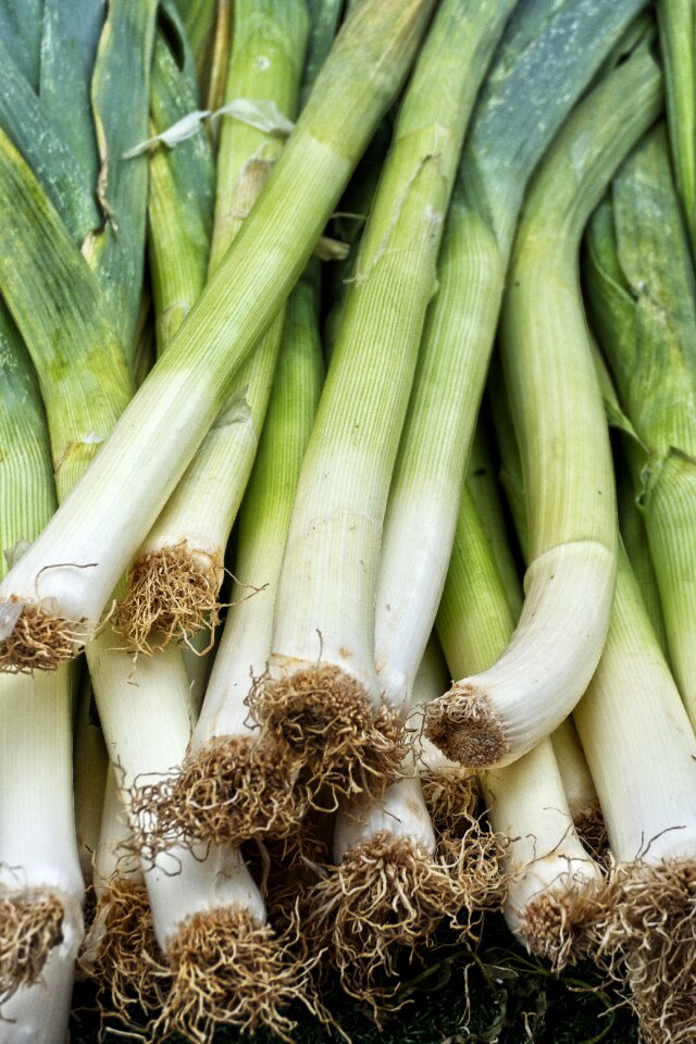 Broadband leek winter leek welsch onion