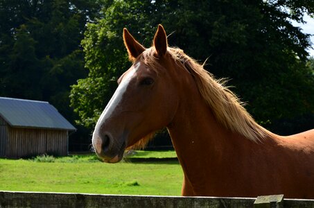 Grass stallion equestrian photo