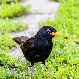 Bird thrush blackbirds photo