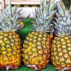 Exotic tropical plant ananas comosus photo