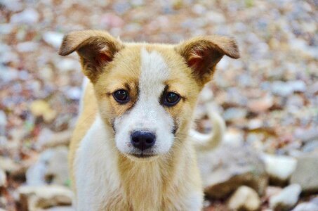 Puppy mammal doggy photo