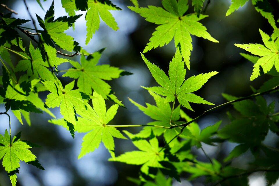 Summer the leaves leaves