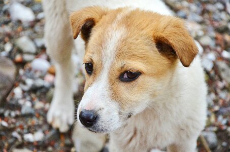 Puppy mammal doggy photo