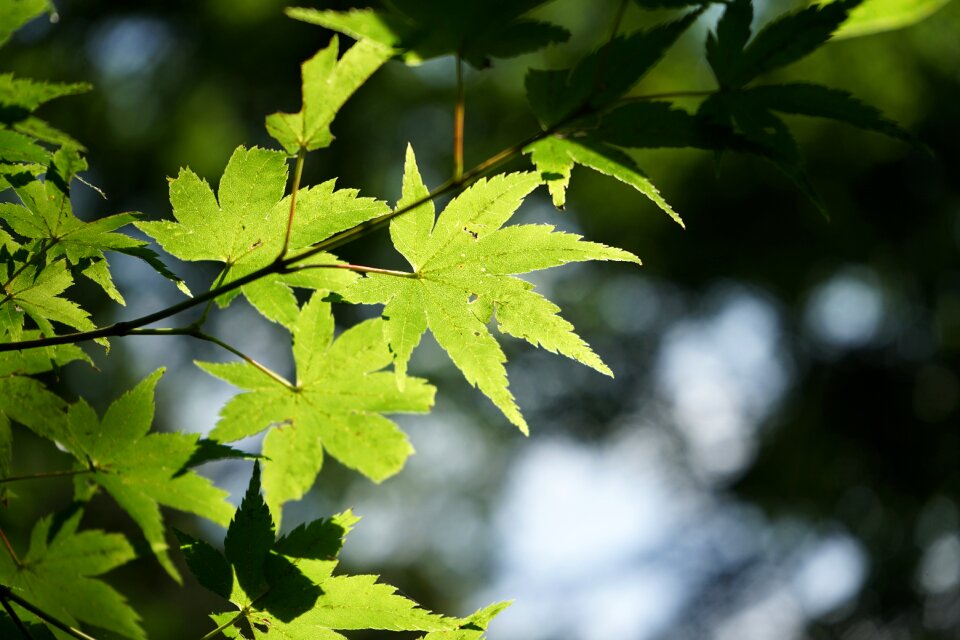 Autumn the leaves maple wood