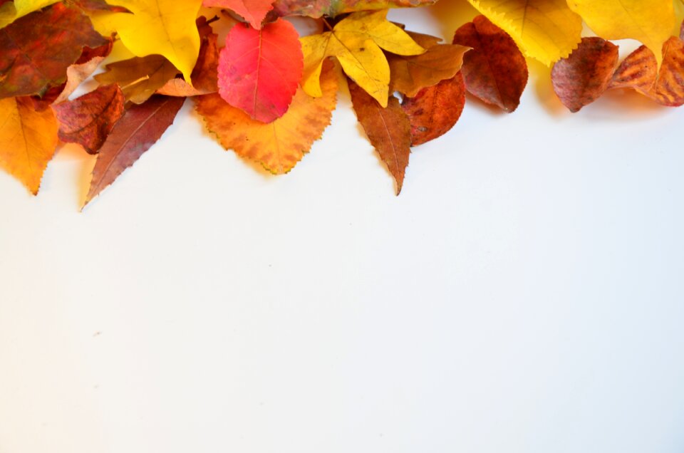 Season autumn orange