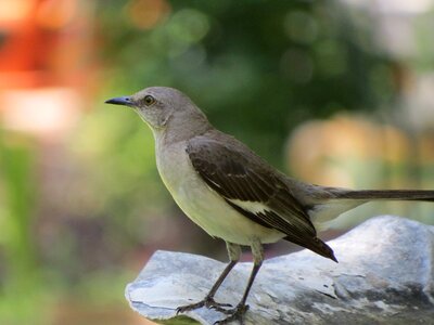 Mockingbird wildlife close up photo