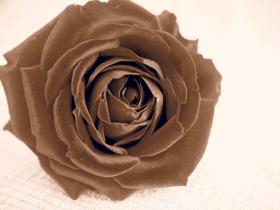 Blossom bloom flower