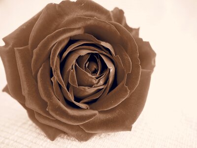 Blossom bloom flower