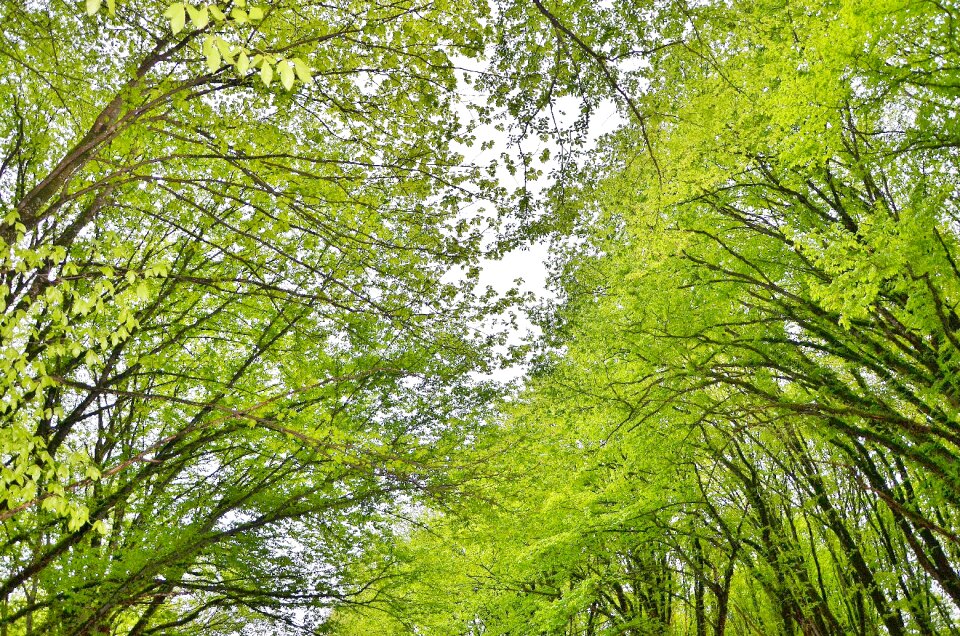Forest park green