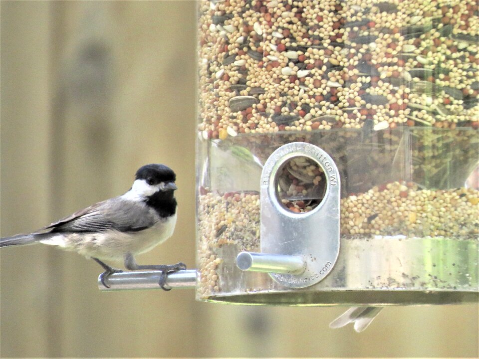 Gray and black chickadee wildlife