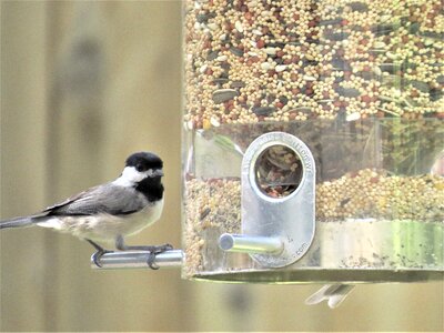 Gray and black chickadee wildlife