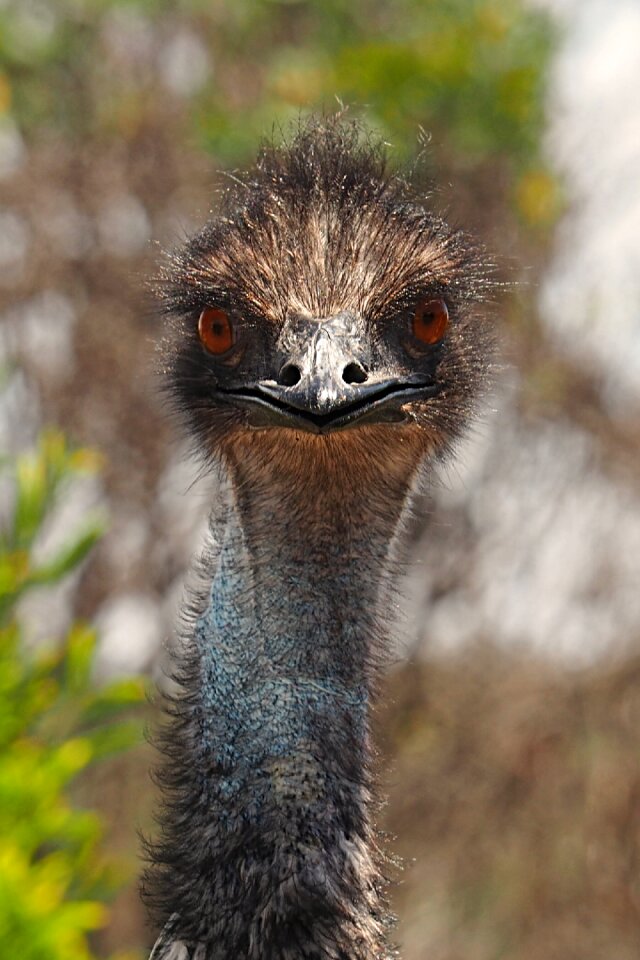 Long neck wild