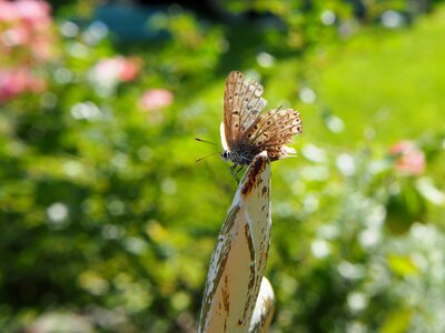 Close up animal nature