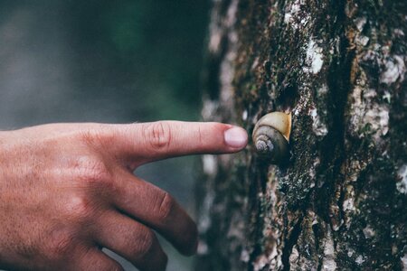 Shell tree trunk