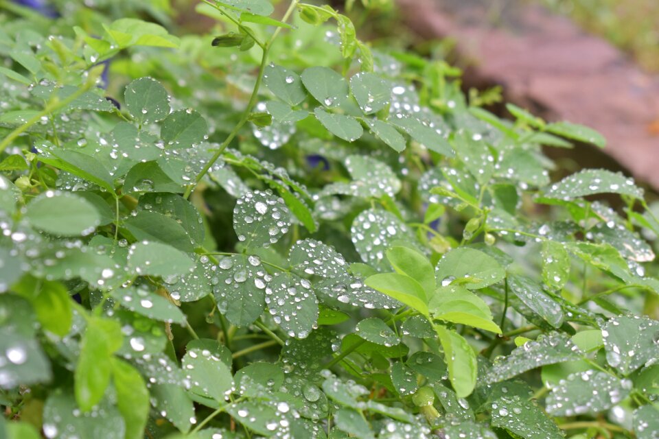 Water leaves nature