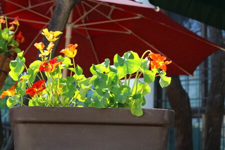 Spring flower gardens garden