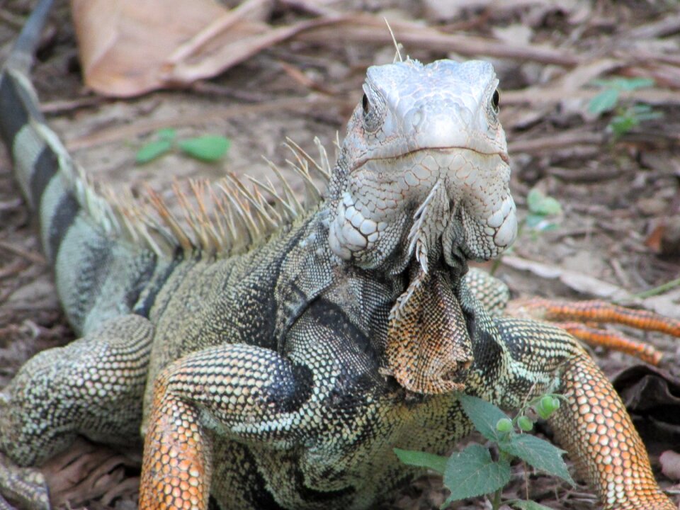 Nature lizard animals