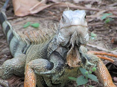 Nature lizard animals