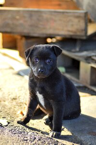 Portrait animal dog