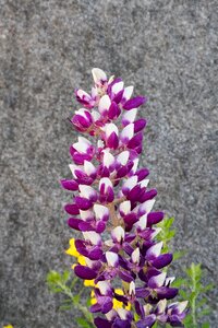 Spring flower gardens garden