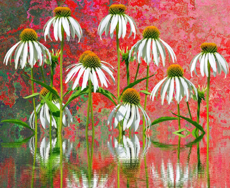 Nature summer meadow wildflowers