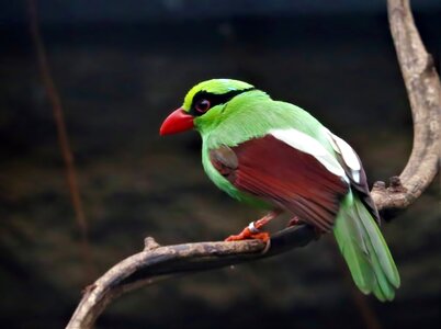Rare bird wildlife