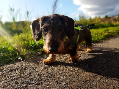 Cute hound adorable