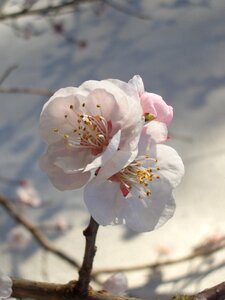 Flourishing tree cherry blossoms pink photo