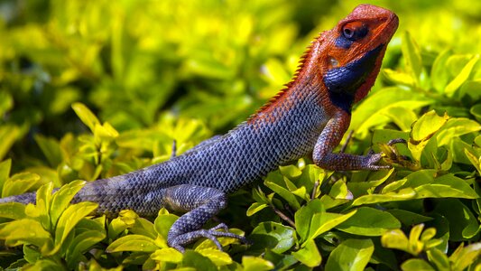 Iguana lizard scales