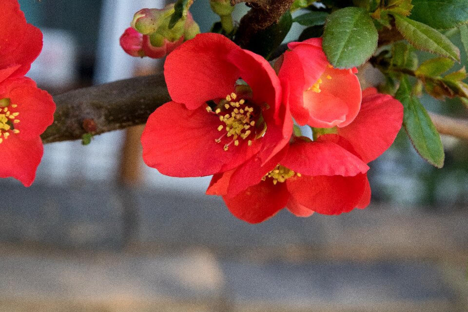 Spring flower gardens garden