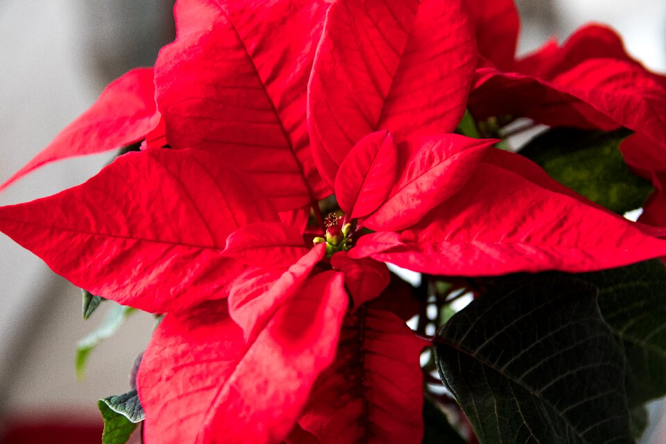 Plant red flower christmas
